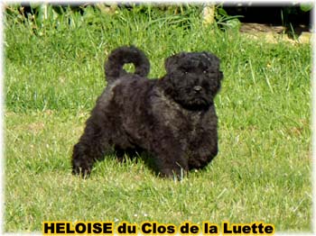 bouvier des flandres photo chiot - Elevage Clos Luette -  COPYRIGHT DEPOSE